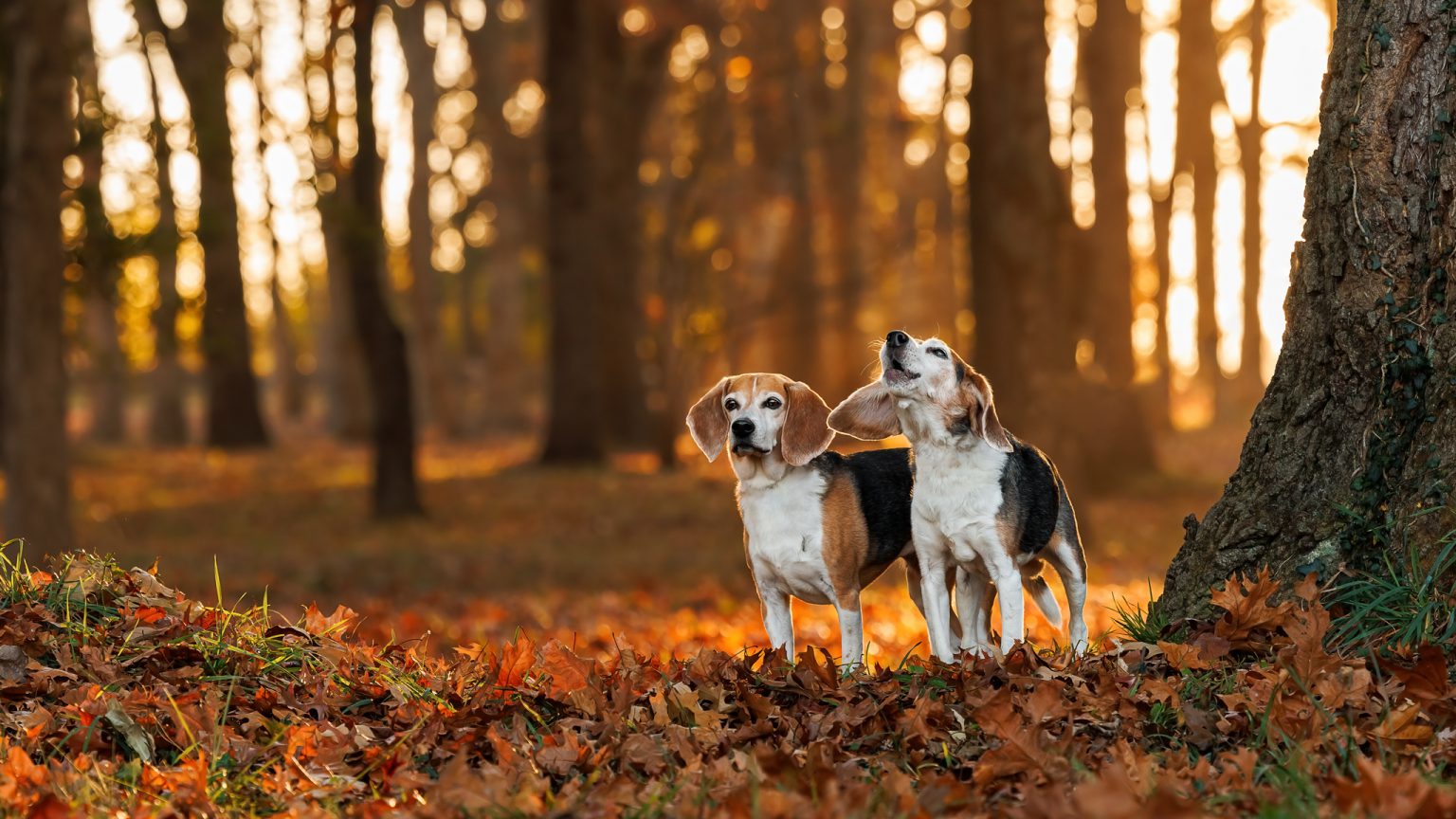 BeagleGonnaBay BeagleGonnaBay