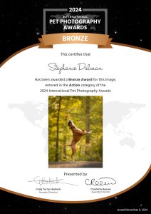 Bronze Awards-Merged.indd