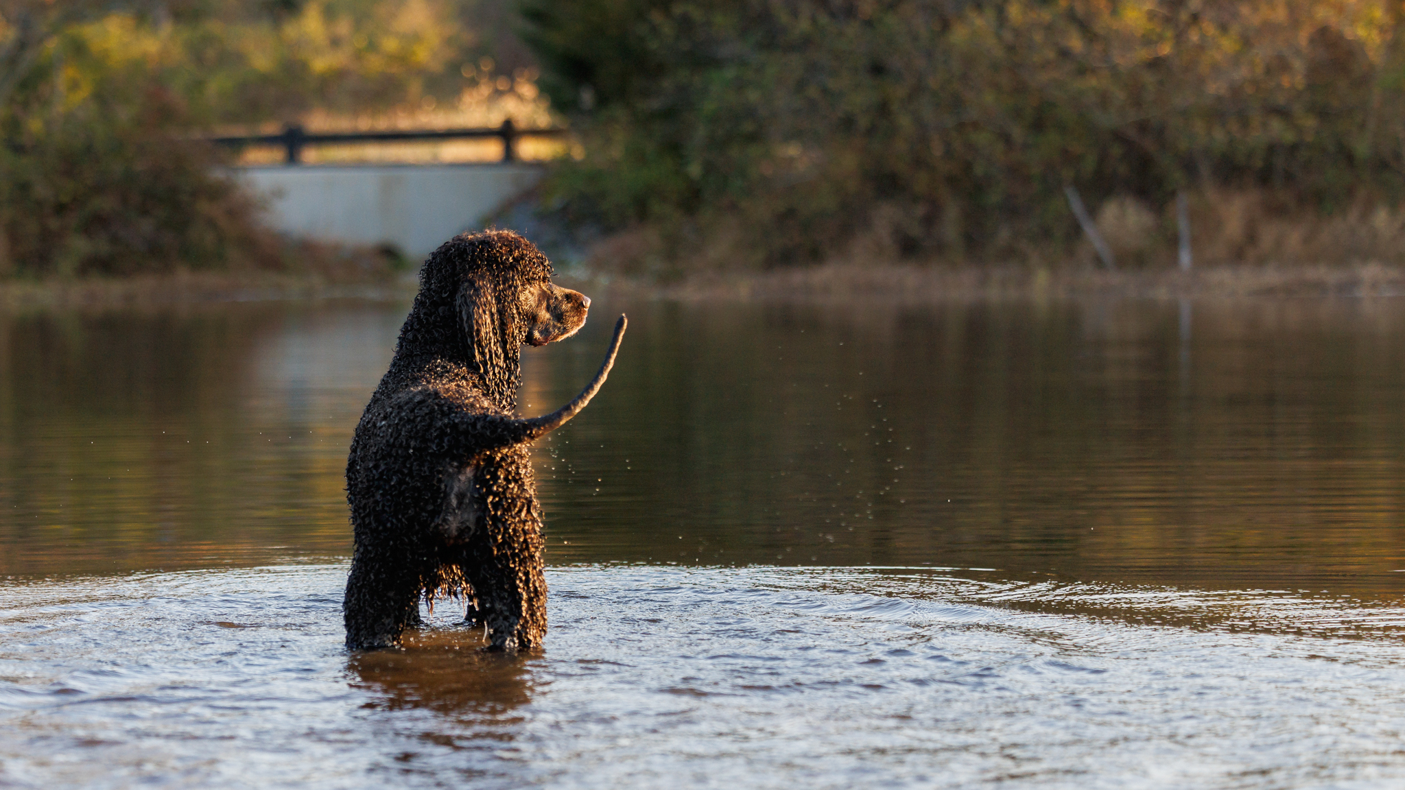 Wet Irish Water Spaniel in a fall lake setting