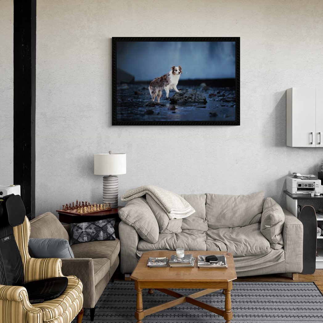 bright-studio-apartment-living-room-ICELAND-Australian shepherd